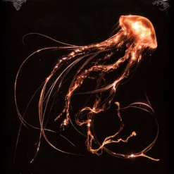 Royal Blood / Back To The Water Below / (Gold Vinyl Edition) Plak